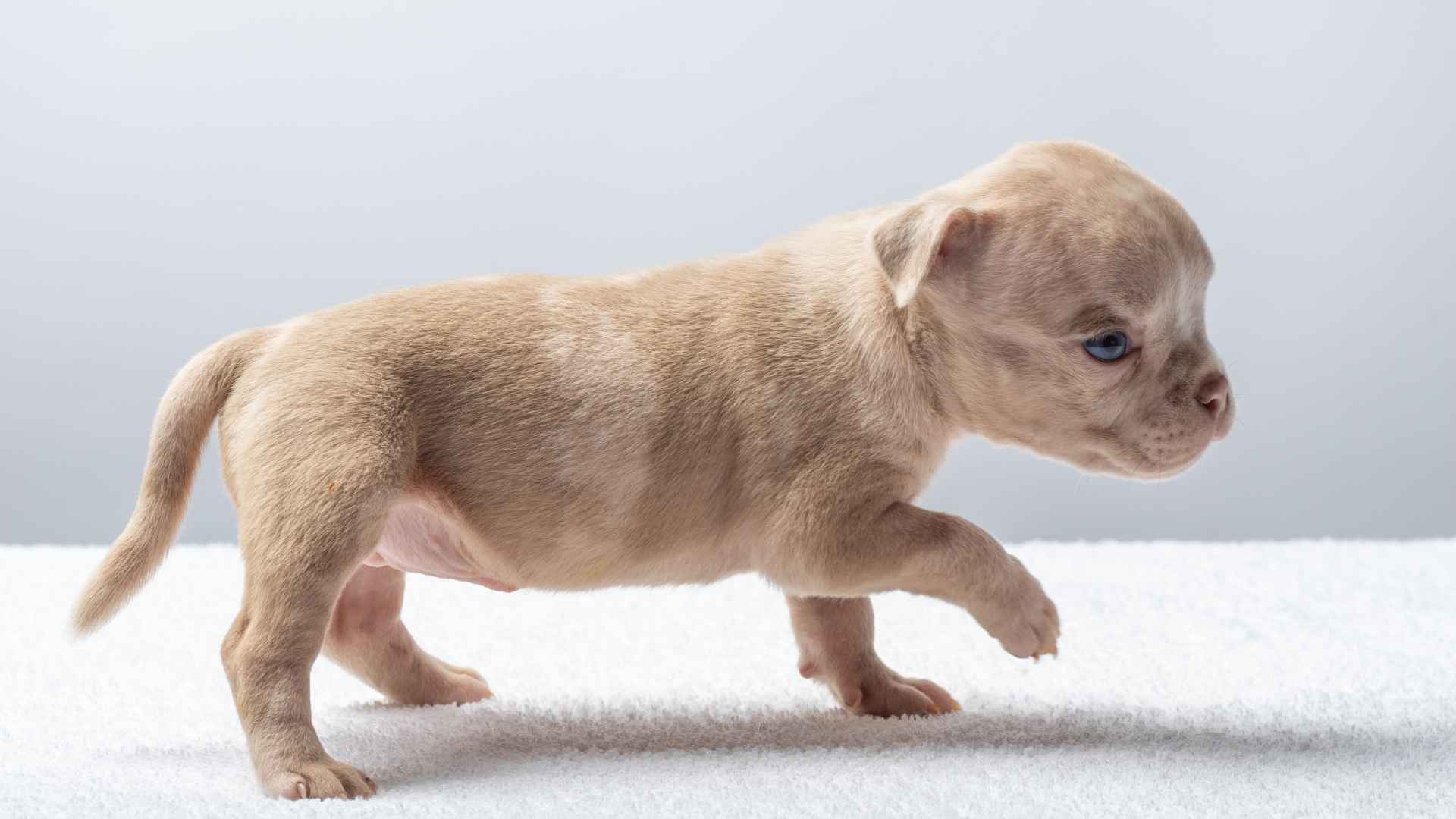 foto perro con sindrome de down